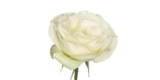 白玫瑰盛开的
