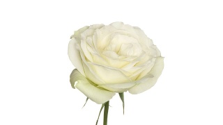 白玫瑰盛开的视频素材模板下载