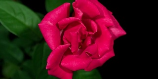 高清延时:盛开的红玫瑰