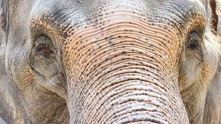 亚洲大象视频素材模板下载