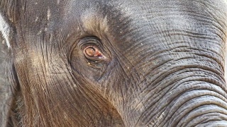 亚洲大象视频素材模板下载