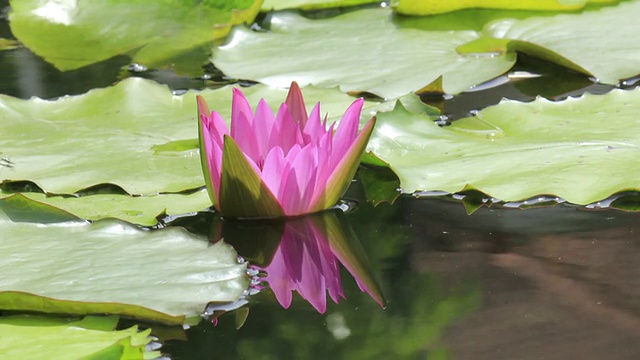 Lotus flower blooming, time lapse