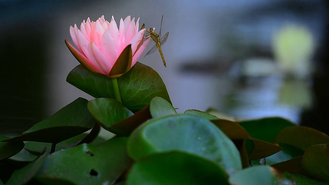 粉红色的莲花