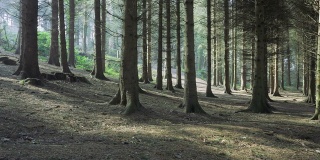 松树林，tollymore公园，北爱尔兰