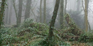 雾蒙蒙的森林