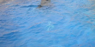 海豹游泳