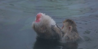 温泉中的雪猴(日本猕猴)