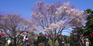 人们在东京观赏樱花的时间流逝