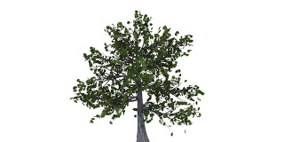 (HD1080)越来越多的树