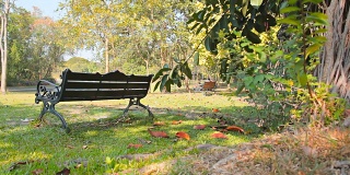 多莉:公园草坪上的长椅。