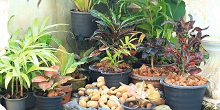 HD多利:自家花园里的盆栽。
