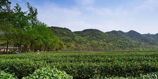 天空，茶树和茶园里的农民，时光流逝。