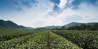 天空，茶树和茶园里的农民，时光流逝。