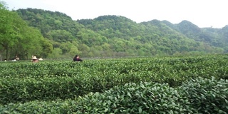 白天在田间种植中国绿茶。真正的时间。