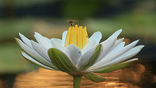 睡莲上的蜜蜂