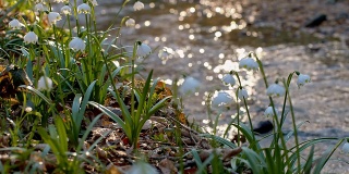 雪花莲生长在小溪边