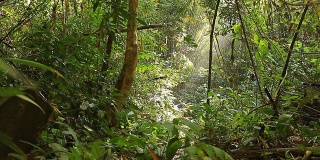 野生动物摄影师拍摄的鸟在热带雨林
