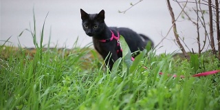 绿草里的黑猫