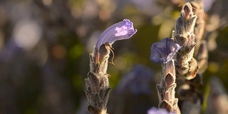 秋天开花的蜜蜂头