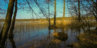 沼泽湖与移动的阳光流动的鸭子