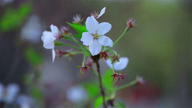 樱花樱花