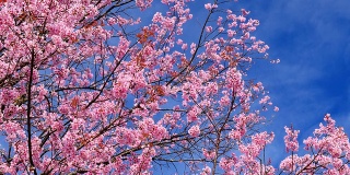 春天粉红色樱花与蓝色的天空背景