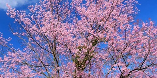 春天粉红色樱花与蓝色的天空背景