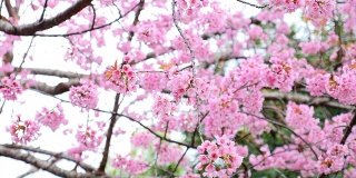 粉红色的樱花在春天盛开