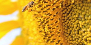 侧视图:蜜蜂瞄准向日葵