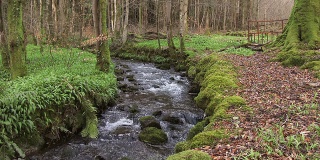 苏格兰乡村林地中湍急的小溪
