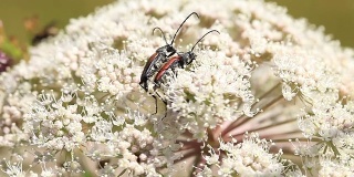 长角甲虫交配