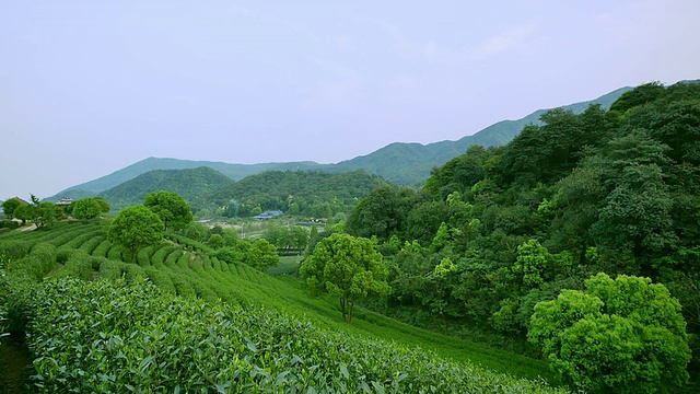 天空，茶树，山丘和农场，实时。