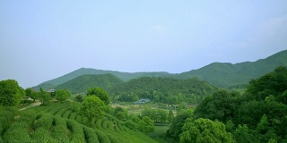 天空，茶树，山丘和农场，实时。