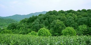 天空，茶树，山丘和农场，实时。