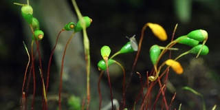 苔藓孢子体在时间推移视频