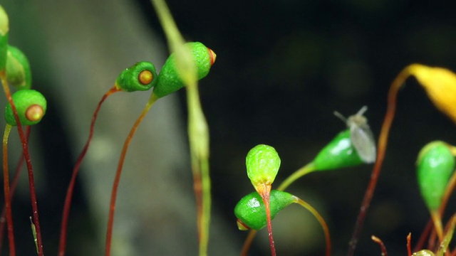 苔藓孢子体在时间推移视频