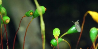 苔藓孢子体在时间推移视频