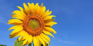 黄色向日葵花粉和花瓣与蓝天背景