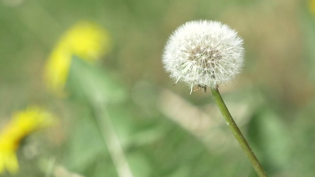 高清:慢镜头,蒲公英