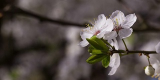 大风吹走了花。