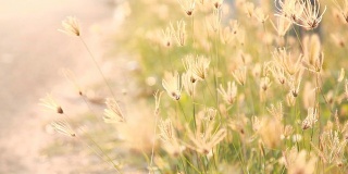 HD多莉:小草的小花