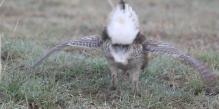 高清视频野生尖尾松鸡舞蹈在北科罗拉多州