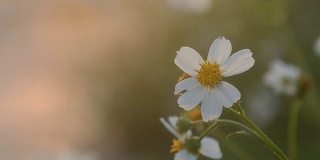 白色的花在日落时间