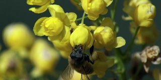 蜜蜂在黄花上采集花粉