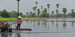 泰国农民使用拖拉机在农场种植水稻