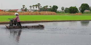 泰国农民使用拖拉机在农场种植水稻