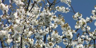 HD:盛开的樱桃树
