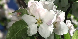 HD:苹果树开花