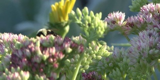 Honeybee probes pink flower
