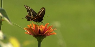 黑蝴蝶在桔黄色的花上